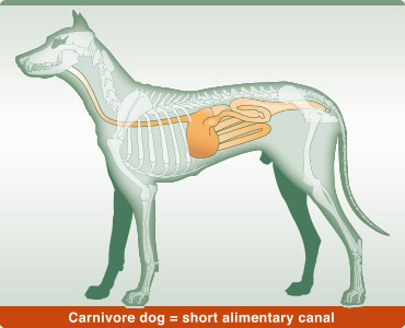 img alimentary canal dog