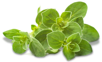 tt ingredients dried oregano