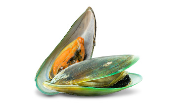 tt ingredients green lipped mussel