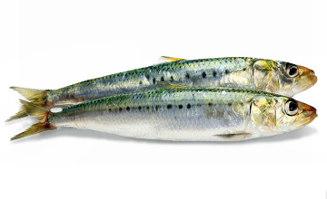 tt ingredients sardine