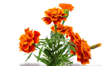 tt ingredients student flower