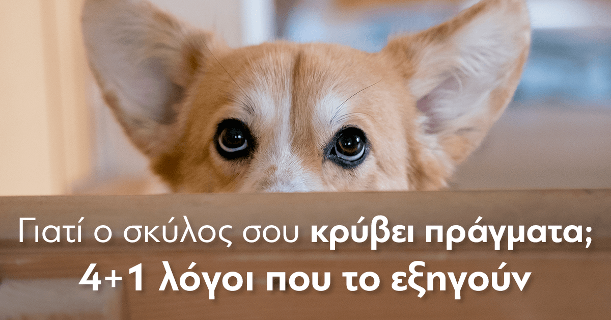 γιατί ο σκύλος κρύβει πράγματα