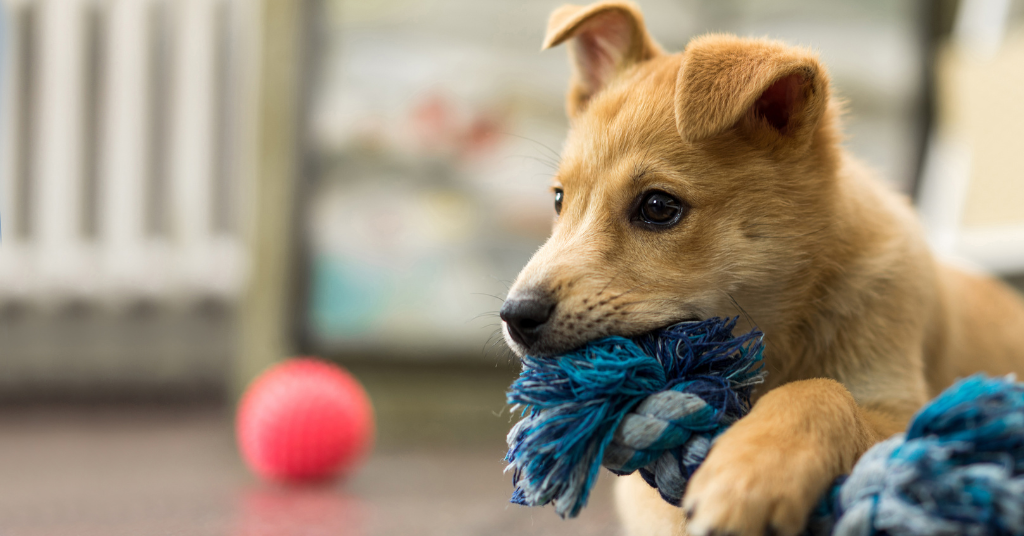 Γιατί δαγκώνει το κουτάβι μου;